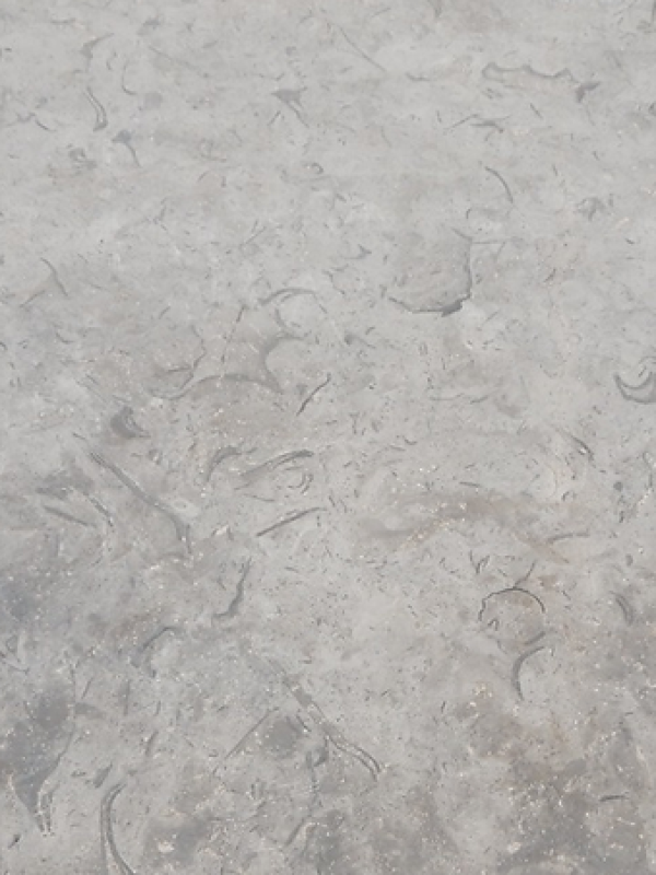 Melly Grey Fossils (1)