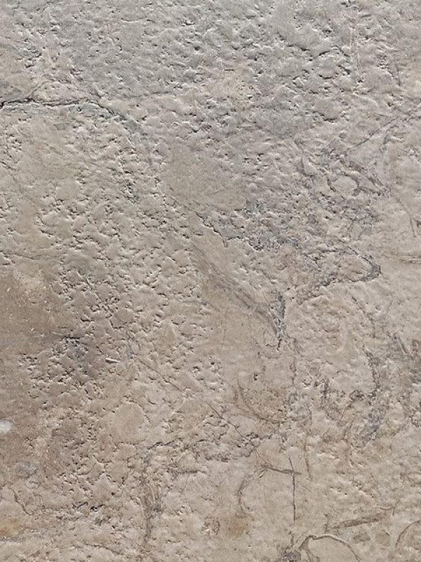 Melly Grey Fossils (3)